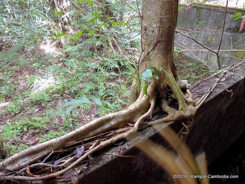 Kampot Survival Guide Historical Tours of Kampot and Bokor Mountain, Cambodia.