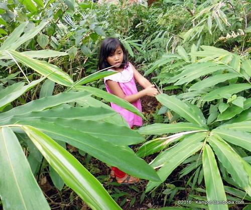 Kampot Survival Guide Historical Tours of Kampot and Bokor Mountain, Cambodia.