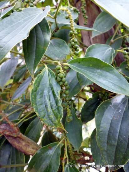 Kampot Pepper.  Kampot, Cambodia