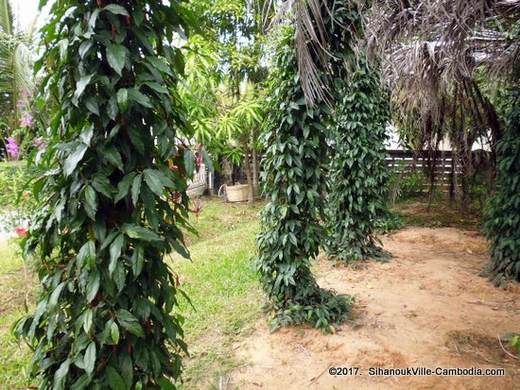 Farmlink Workshop Pepper Plantation and Kadode Pepper in Kampot, Cambodia.