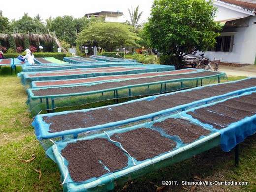 Farmlink Workshop Pepper Plantation and Kadode Pepper in Kampot, Cambodia.