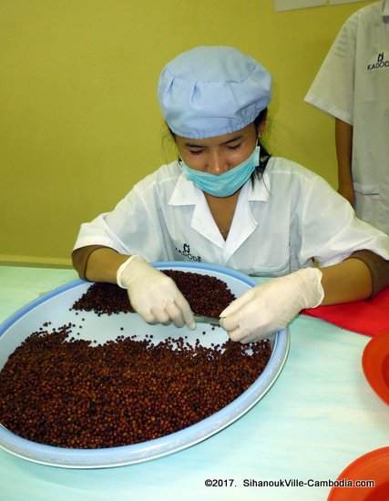 Farmlink Workshop Pepper Plantation and Kadode Pepper in Kampot, Cambodia.