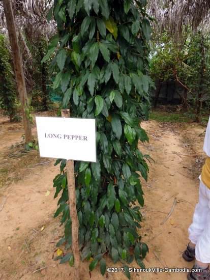 Farmlink Workshop Pepper Plantation and Kadode Pepper in Kampot, Cambodia.