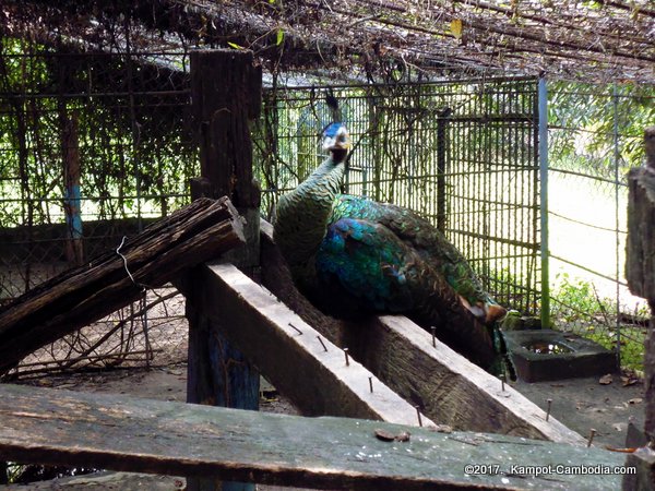 Kampot Zoo.  Kampot, Cambodia.