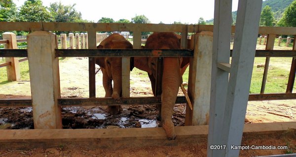 Kampot Zoo.  Kampot, Cambodia.