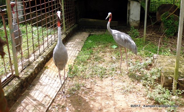 Kampot Zoo.  Kampot, Cambodia.