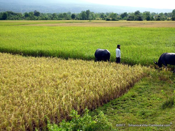 Train service from Kampot to SihanoukVille and Phnom Penh, Cambodia.