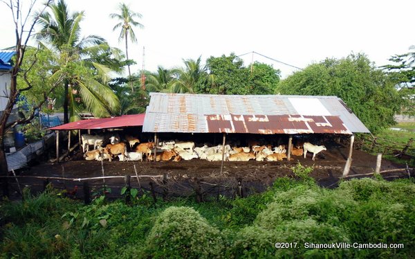 Train service from Kampot to SihanoukVille and Phnom Penh, Cambodia.