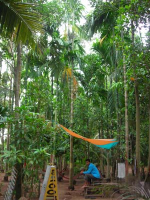 Arcadia Backpackers in Kampot, Cambodia.  Hotel.