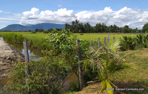 Ela Guesthouse Glamping in Kampot, Cambodia.  Fish Island.