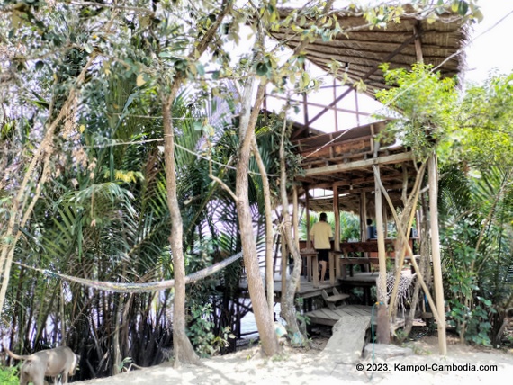 High Tide Riverside Dog Sanctury and Cafe in Kampot, Cambodia