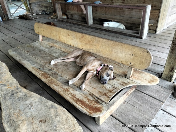 High Tide Riverside Dog Sanctury and Cafe in Kampot, Cambodia