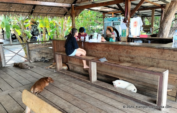 High Tide Riverside Dog Sanctury and Cafe in Kampot, Cambodia