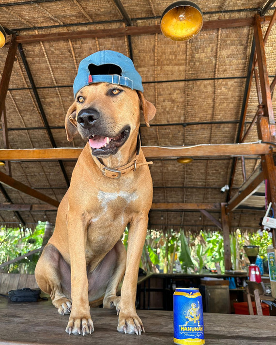 High Tide Riverside Dog Sanctury and Cafe in Kampot, Cambodia