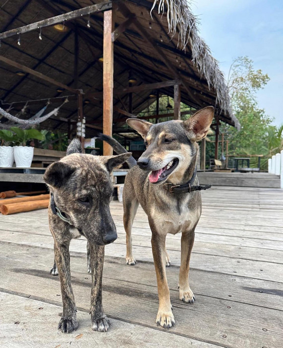 High Tide Riverside Dog Sanctury and Cafe in Kampot, Cambodia