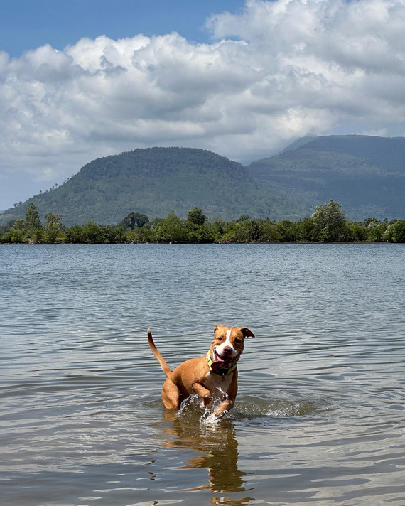 High Tide Riverside Dog Sanctury and Cafe in Kampot, Cambodia