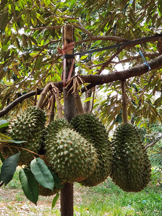 Green Valley Veal Pouch Eco Resort in Kampot, Cambodia.