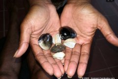 kampot-beach-shells
