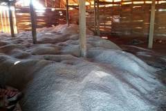 kampot-salt-fields-4