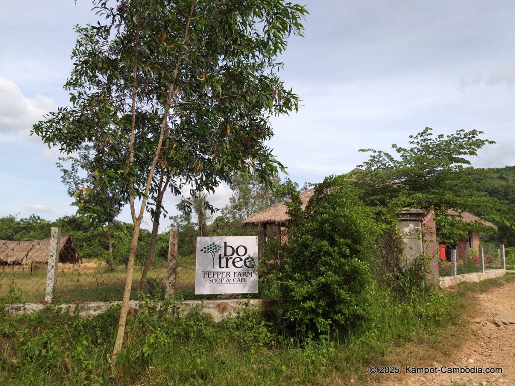 bo tree pepper farm in kampot cambodia