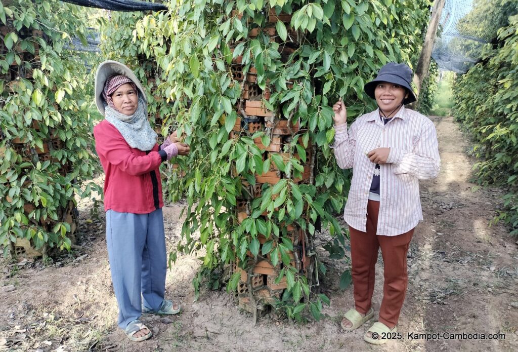 bo tree pepper farm in kampot cambodia