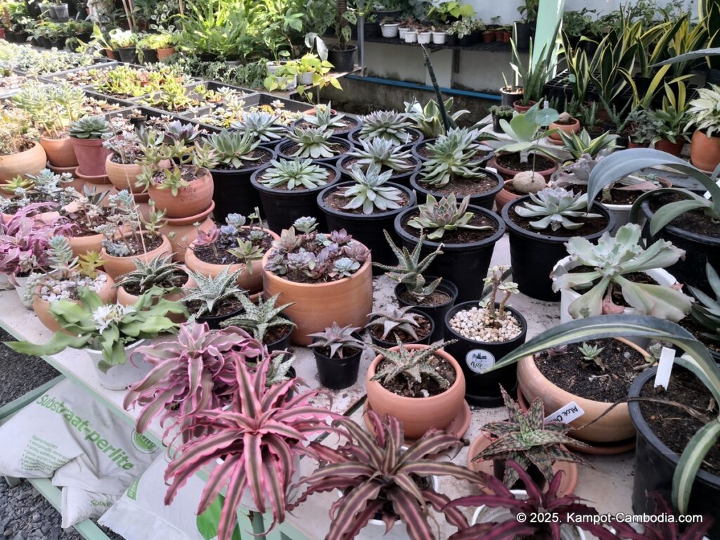 the cacti and planti coffee shop and nursery in kampot cambodia