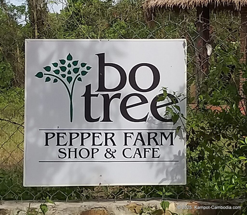 bo tree pepper farm in kampot cambodia