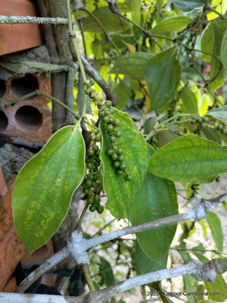 bo tree pepper farm in kampot cambodia