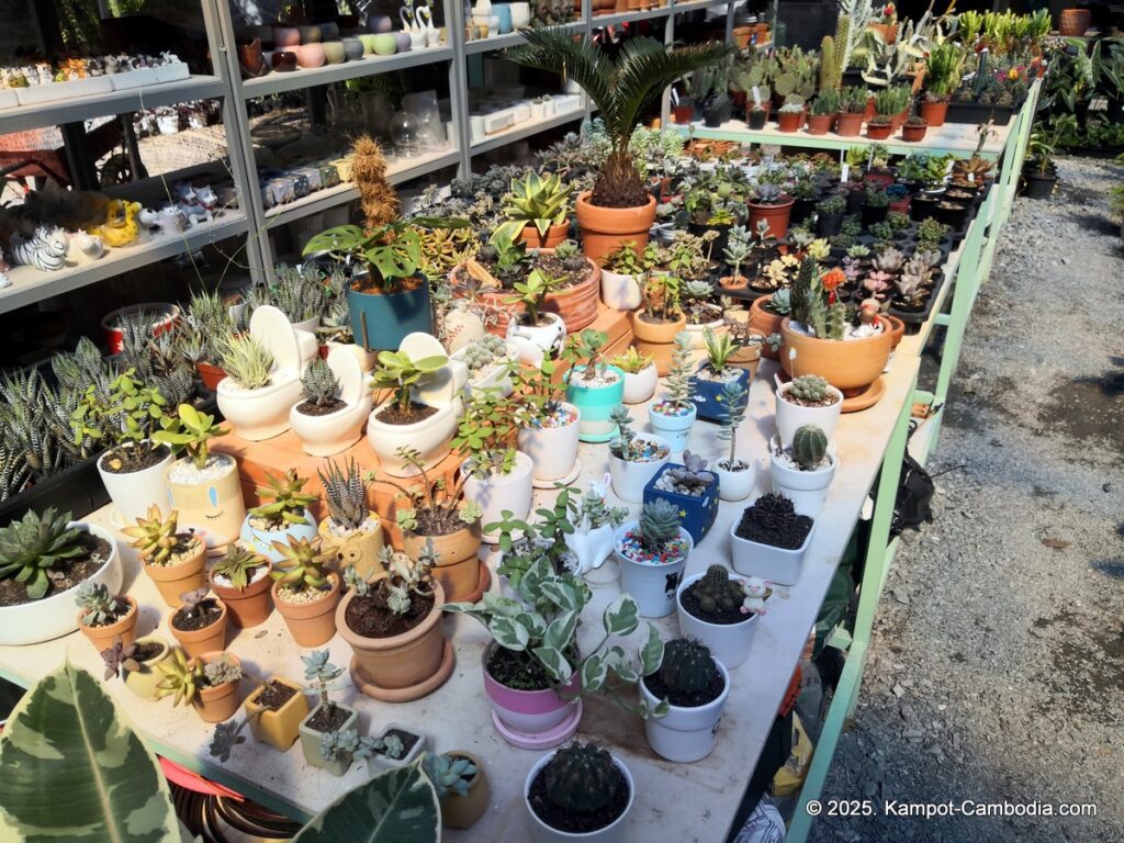 the cacti and planti coffee shop and nursery in kampot cambodia