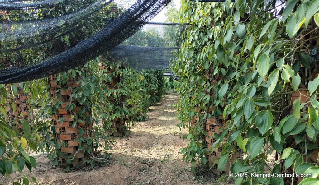 bo tree pepper farm in kampot cambodia