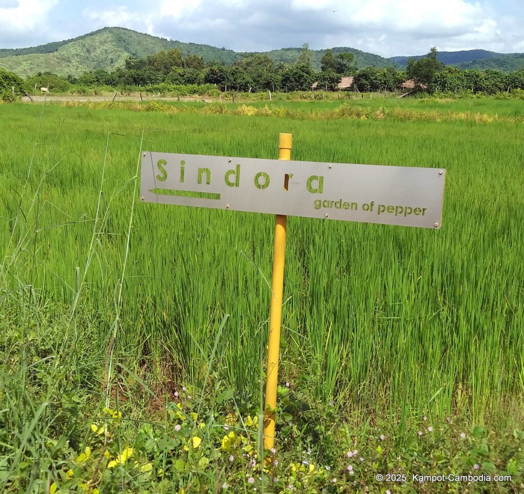 sindora garden of pepper. kampot pepper farm in cambodia