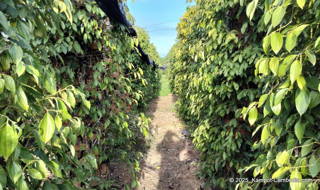 bo tree pepper farm in kampot cambodia