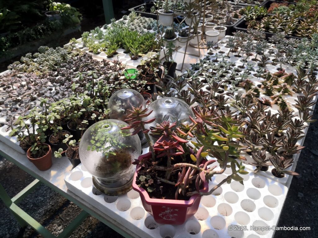 the cacti and planti coffee shop and nursery in kampot cambodia