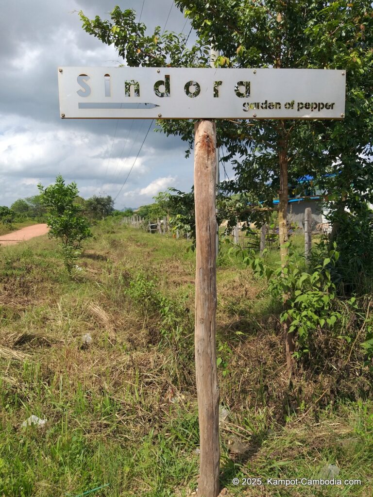 sindora garden of pepper. kampot pepper farm in cambodia