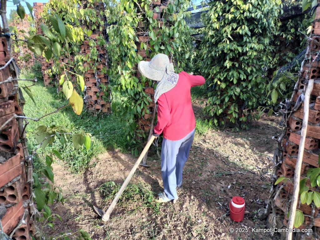 bo tree pepper farm in kampot cambodia