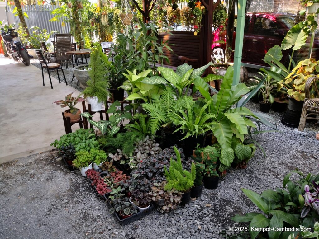 the cacti and planti coffee shop and nursery in kampot cambodia