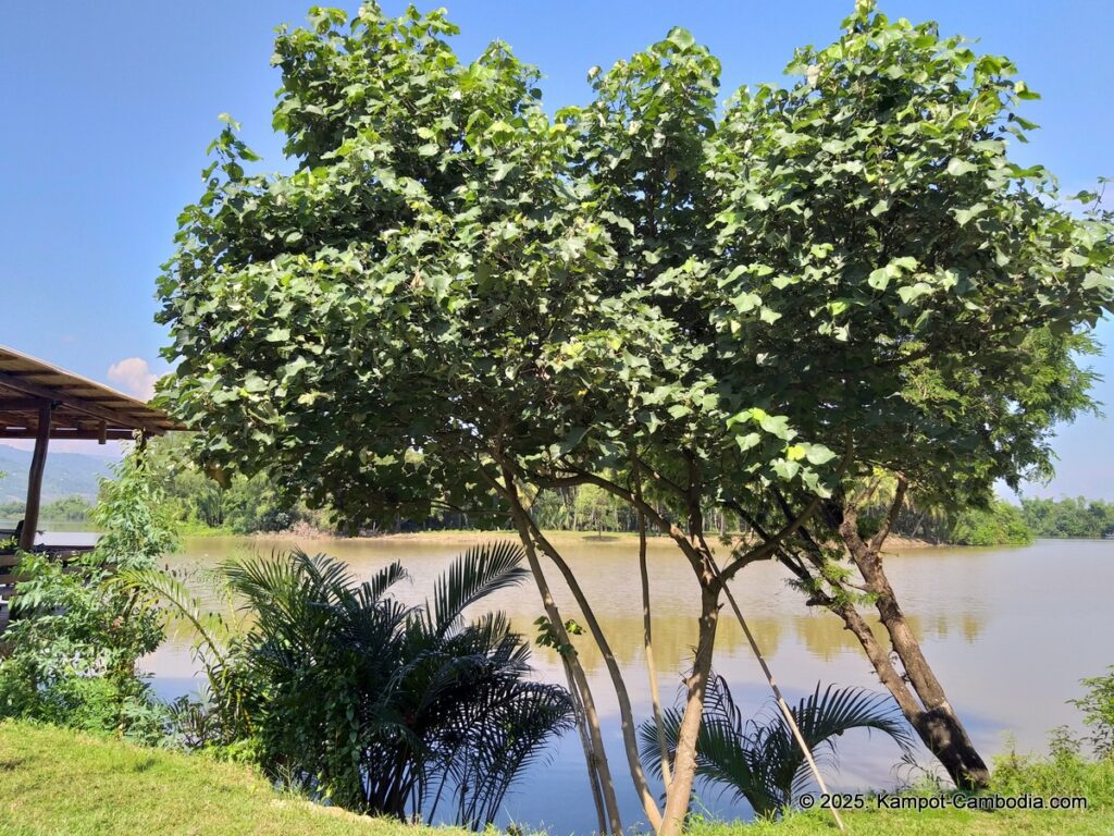 champa lodge in kampot cambodia