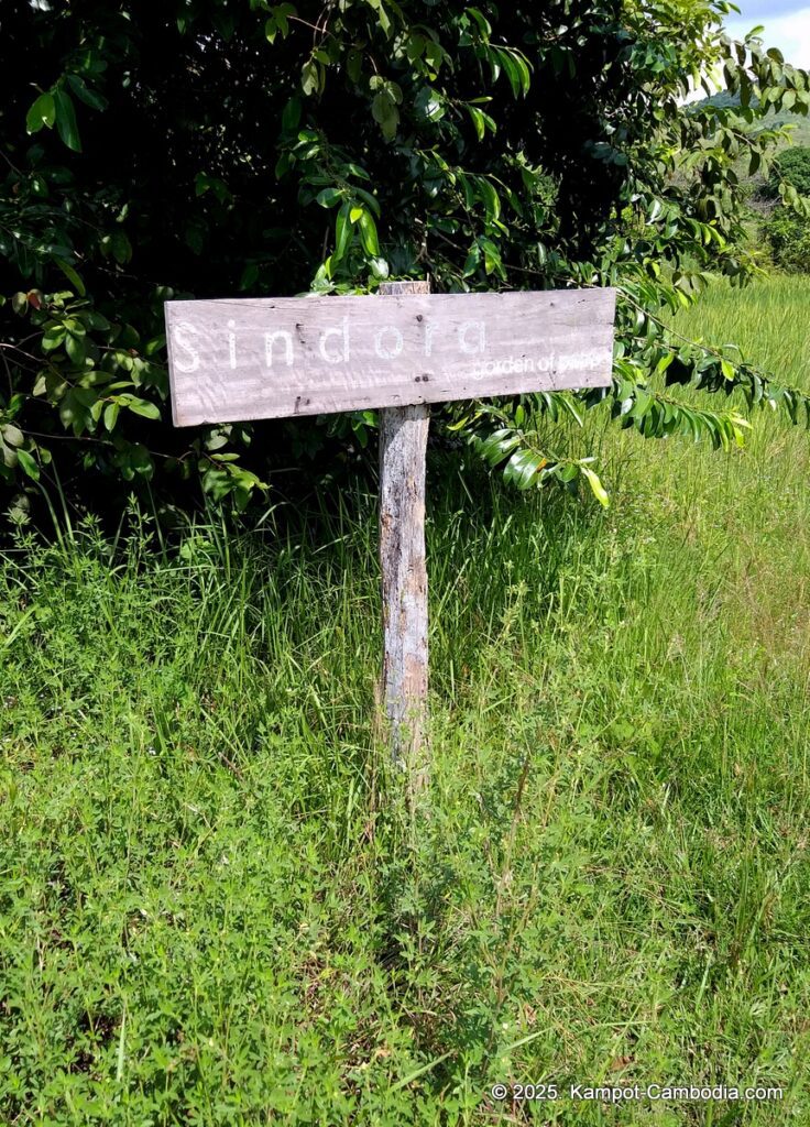 sindora garden of pepper. kampot pepper farm in cambodia