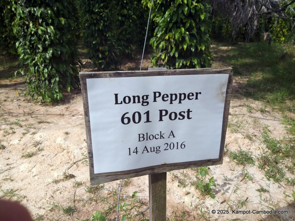 La Plantation Kampot Pepper farm in kampot cambodia