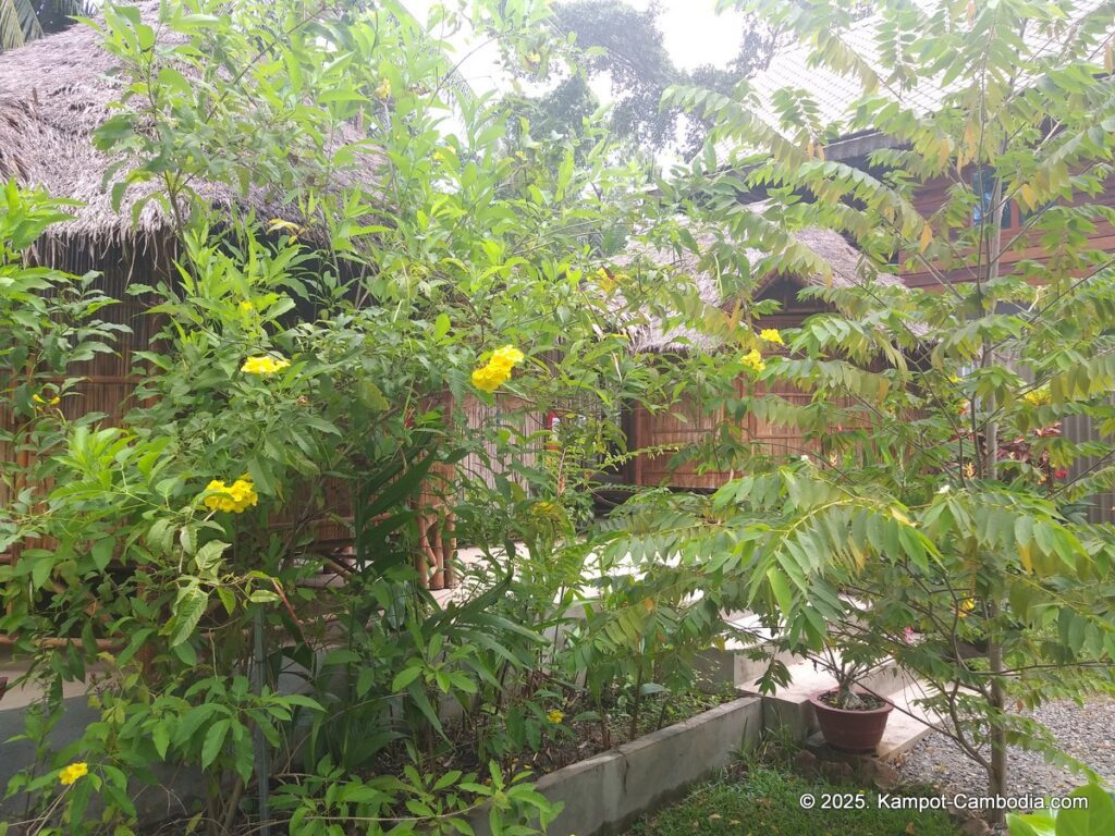 nary garden bungalow in kampot cambodia