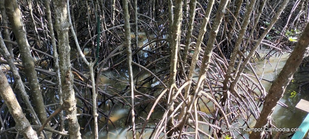 Trapeang Sangkae mangrove in kampot cambodia. boats and rooms.