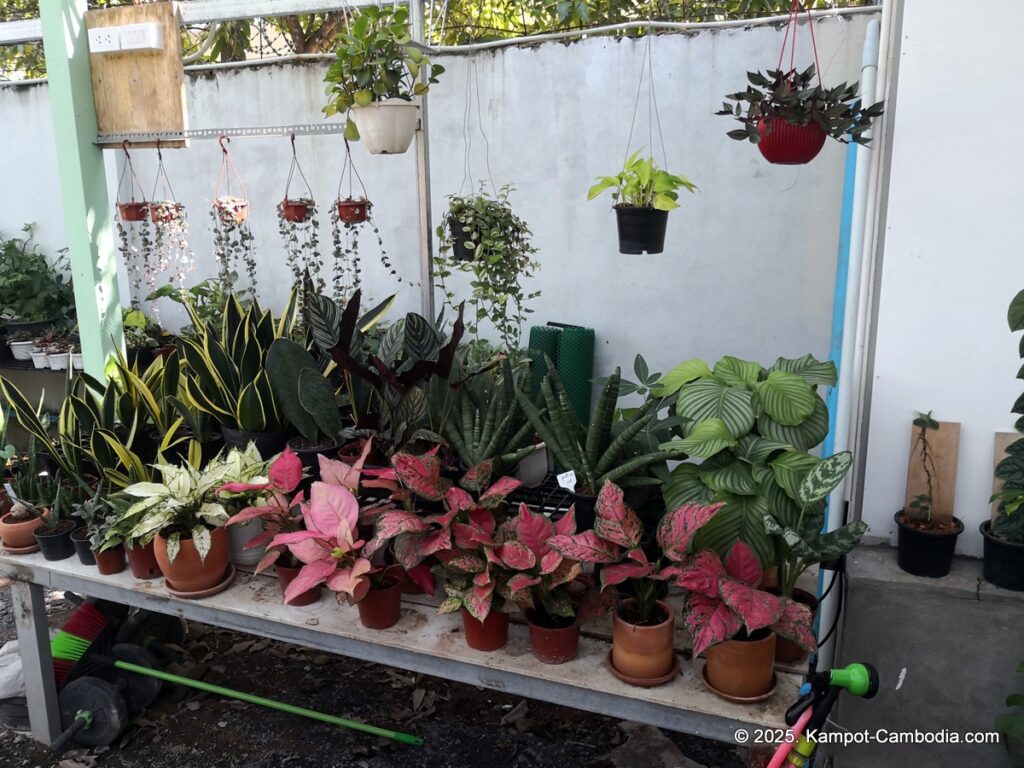 the cacti and planti coffee shop and nursery in kampot cambodia