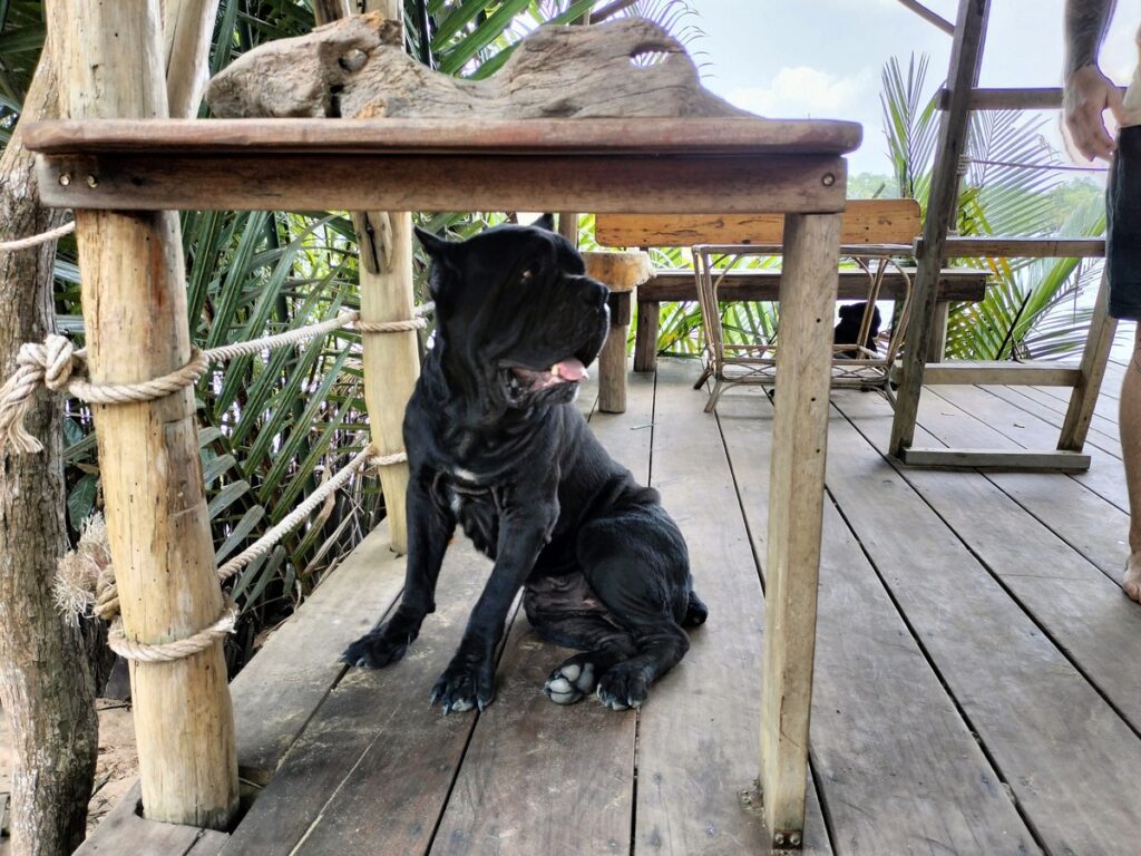 high tide in kampot cambodia. dog bar and lounge