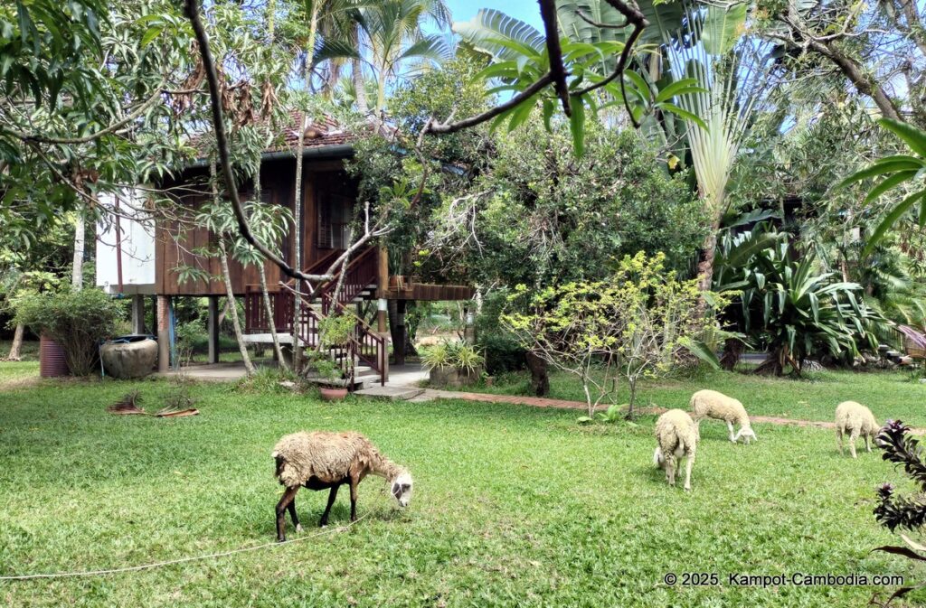 Welcome to Les Manguiers, Mango Tree Hotel Resort in kampot cambodia