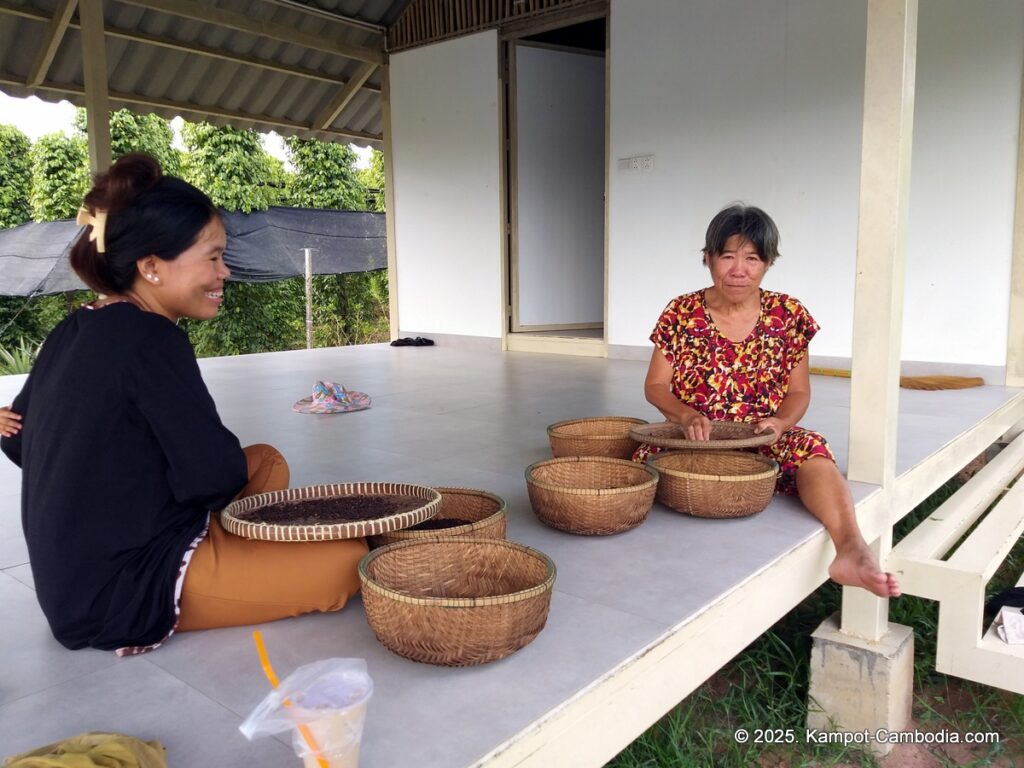 sindora garden of pepper. kampot pepper farm in cambodia