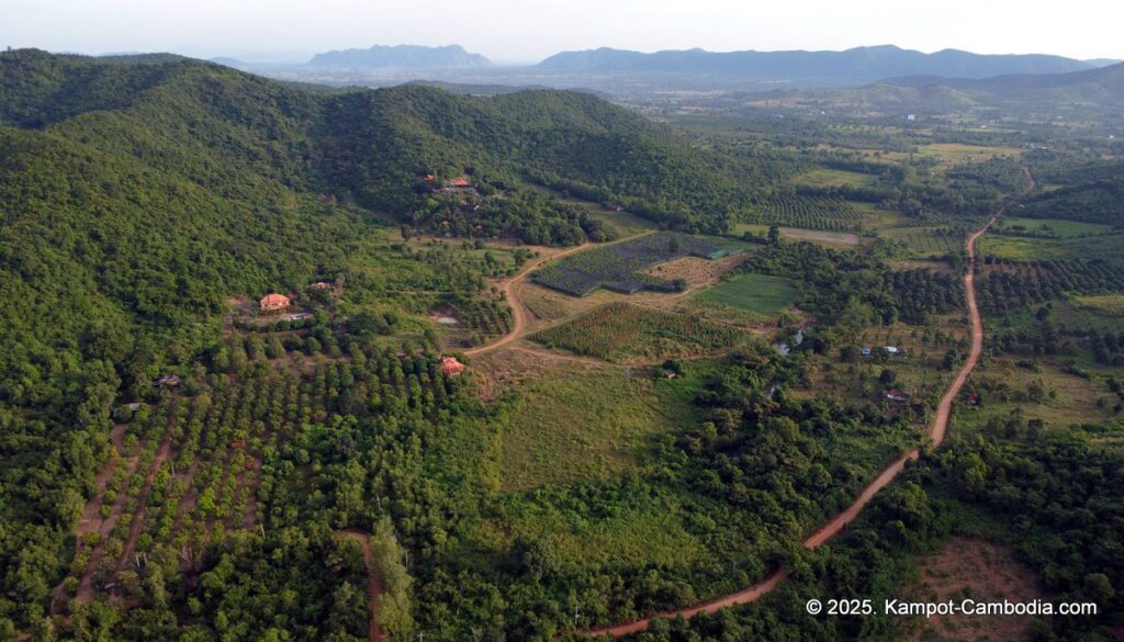 bo tree pepper farm in kampot cambodia