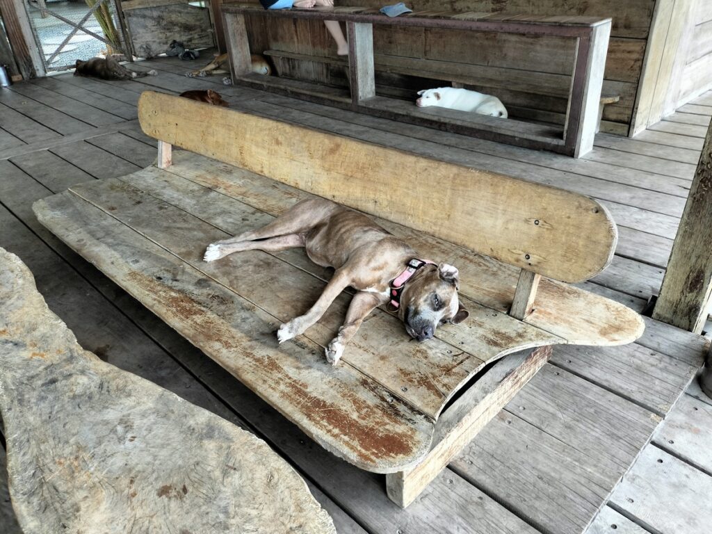 high tide in kampot cambodia. dog bar and lounge