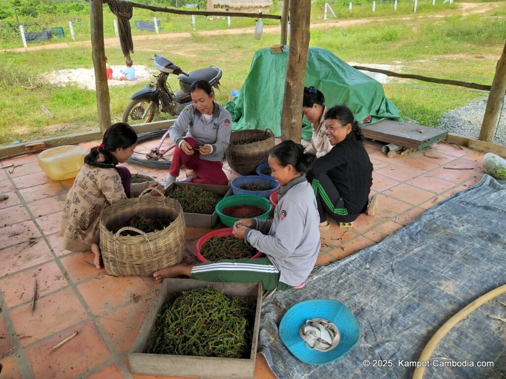 bo tree pepper farm in kampot cambodia