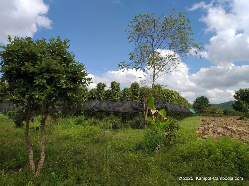 sindora garden of pepper. kampot pepper farm in cambodia