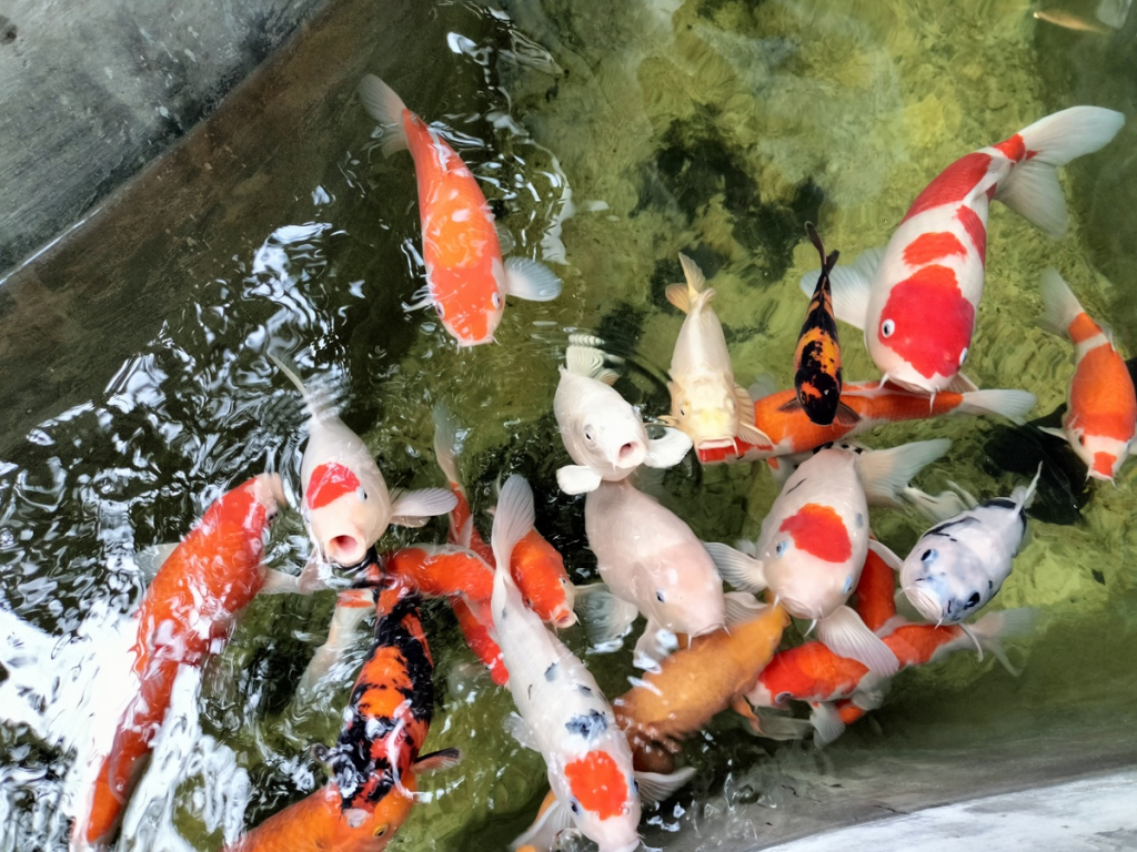 rainforest hotel in kampot cambodia